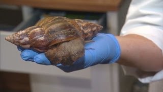 Why giant snails are a problem for Florida