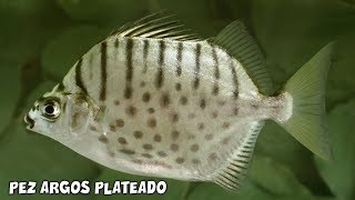 Selenotoca multifasciata | Cuidados y Alimentación del PEZ ARGOS PLATEADO | AcuariosLP