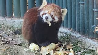 (北京市)[朝陽區]北京動物園_小熊貓