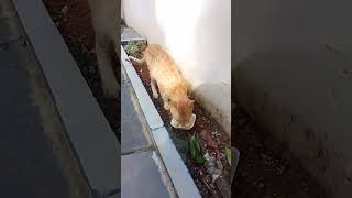 എടാ കൊച്ചാപ്പി എനിക്കും താടാ #trending #viralvideo #shortvideo #viral #cat #catfunnyvideo #malayalam