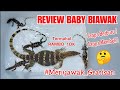 REVIEW BABY BIAWAK || Menyawak Gratisan