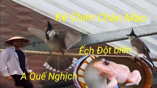 Test Thử Chào Mào Mồi 1tr5 Và Kè Chào Mào A Quế Nghịch /Nhân Tạ Mốt