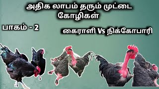 கைராளி Vs நிக்கோபாரி || அதிக முட்டை இடும் கோழி || Aariz Farm's || பாகம் - 2