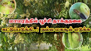 மாமரத்தில் பூச்சி தாக்குதலை கட்டுப்படுத்தி நல்ல மகசூல் எடுக்க..!#bionature #bionatureindia #mango