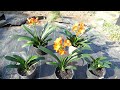 Clivia Update (2022)