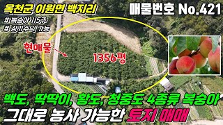 [옥천토지] No.421 충북 옥천군 이원면 백지리 - 백도, 딱딱이, 황도, 청중도 4종류 복숭아 그대로 농사 지을 분! 장기수익 가능한 토지 매매