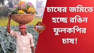 রঙিন ফুলকপি চাষ করে তাক লাগিয়ে দিয়েছেন ১ কৃষক!