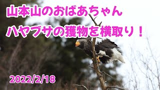 20220218 山本山のオオワシ　観察記