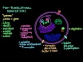 Post-Translational Modifications