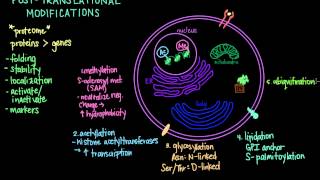 Post-Translational Modifications