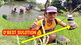 2,4D AMINE THE BEST SOLUTION SA MADAMONG PALAYAN #kapanglawvarietyvlogs