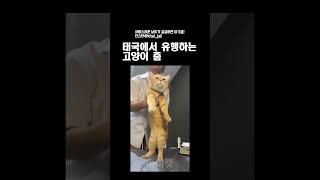 태국에서 유행하는 고양이 춤