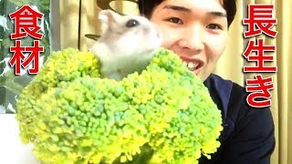 遂にハムスターを長生きさせる野菜が判明！！！