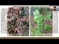 systemic beech leaf disease management protocol