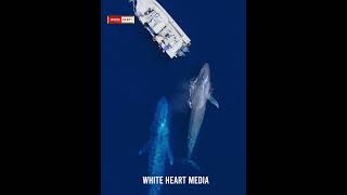 Interesting facts about Blue Whale | நீல திமிங்கலம் பற்றிய சுவாரஸ்யமான உண்மைகள் | White Heart