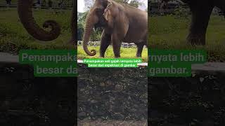 gajah asli di dunia nyata