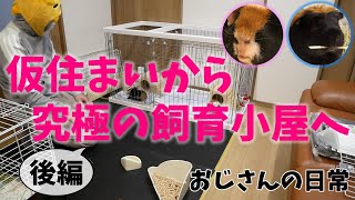 【後編】仮暮らしのソースかつ 新居を得る🏡 初心者飼育【レックスモルモット】飼育18