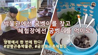 양평에선 굼벵이를 찾고 굼벵이 먹이를 준다!?