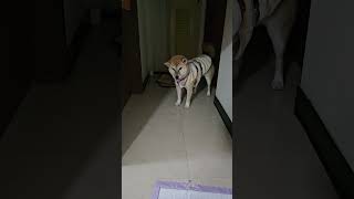 出門散步前米果妹都想把自己躲起來😅 #dog #柴犬 #cute #可愛い #shiba #shortvideo #shorts #family #pets #毛小孩 #寵物 #animals#狗狗