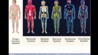 Lec001 Introducción a la Anatomia Humana (umh1158 2014-15)