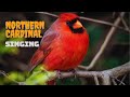 Cardinal Singing and Call Sounds for a Relaxing Night | Soothing Nature Ambience