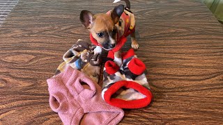 DIY ROPITA MINI PARA CHIHUAHUAS 🐶❤️