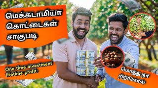 Macadamia Nuts Plant In Tamil / Macadamia Nut Farming In Tamil / Best Profitable Farming In Tamil