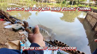 MANCING IKAN MUJAIR/NILA DI PEMANCINGAN BANG MUSA. UMPAN LUMUT KASAR GACOR!!!