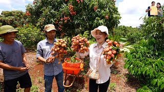 Explore Dak Lak's U Hong Lychee season with A Gia Lang Tay Nguyen
