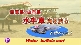 西表島～由布島「水牛車で海を渡る」お疲れさま Water buffalo cart