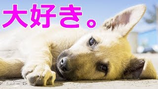 犬が大好きな人に見せるしぐさ・愛情表現5選