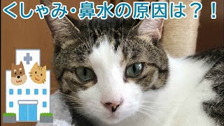 【保護猫レオちゃんくしゃみ・鼻水で検査した結果！】適切なお薬だとすぐ治る！