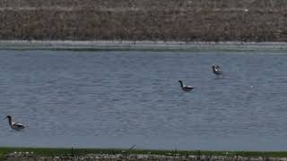 North American Avocets feed on a northern USA wetland during the Spring migration