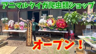 【全部見せます】爬虫類専門店Axanthic埼玉0号店ついにオープンしました！