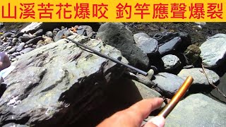 山溪苦花爆咬 釣竿應聲爆裂 @運氣好遇上出水大咬 #溪釣 #苦花