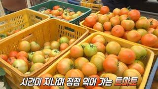 아삭한 식감이 매력적인 ‘토마토’