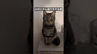 お利口さん座りをする猫　#猫のいる暮らし #保護猫 #アイドル