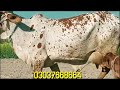 pure cholistani cow for breeding or milk global village farming