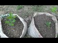 নাশপাতির বীজ থেকে চারা করার সহজ উপায় how to grow pear from seeds mhm agro