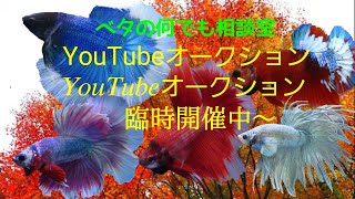 今からスタート！オークション DE ナイト！【2021年11月20日】ベタの何でも相談室