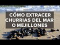 Así se Extraen las Churrias del Mar en el Golfo de Fonseca, La Unión, El Salvador (Mejillones)