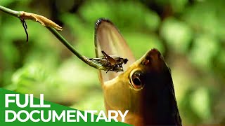 Wildlife Laws The Better Swimmer Wins Free Documentary Nature