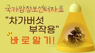 차가버섯설사? 복통? 차가버섯 부작용이 생기는 이유-  상락수 차가버섯 제공