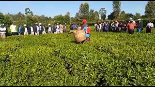 Tea Farmers Training on Benefits of Mechanization of Tea Plucking ✅