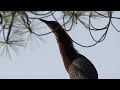 green heron call