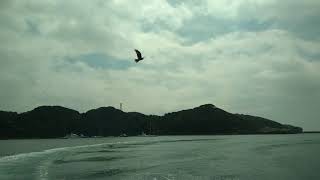 伊豆黑船遊客餵食海鳥