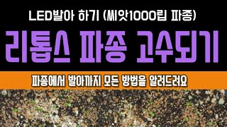 리톱스파종성공법 3일후 발아까지 리톱스LED발아 리톱스파종순서 모든걸 담아보았습니다(多肉植物,Stoneface seeding method and Order of sowing)