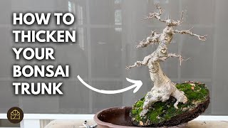 Bonsai Basics: How to Create Taper, Grow a Thicker Trunk, \u0026 Reorient in the Pot