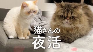 猫さんの夜活【エキゾチックロングヘアとショートヘア】