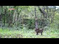 【トレイルカメラ】静かな秋♪ シカは恋の季節♪ 2017年10月 hyke trail camera pickup